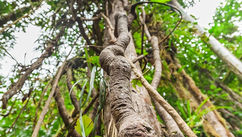 7 Healing Plants From the Amazon that You Need to Know