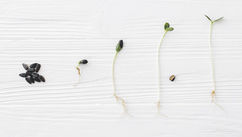 The Path to Sustainable Growth