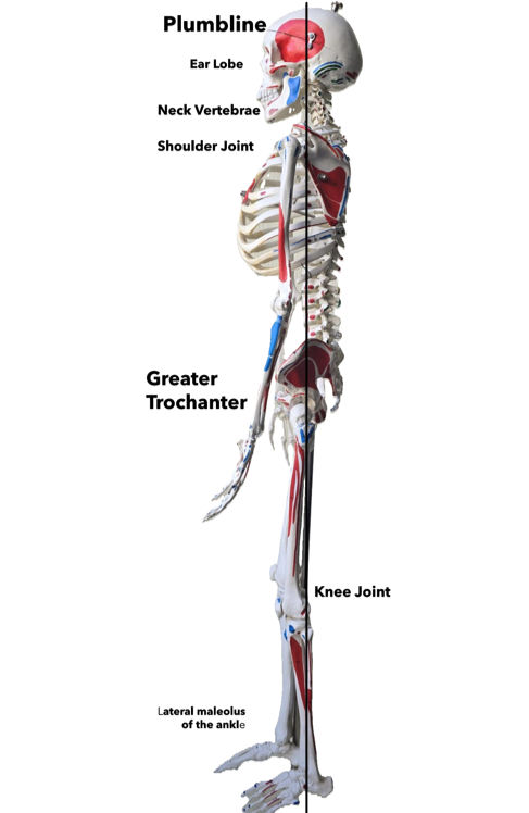 Skeleton plumbline photo