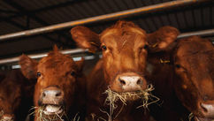 Choosing Like A Courageous Cow – Embracing The Power Of Choice