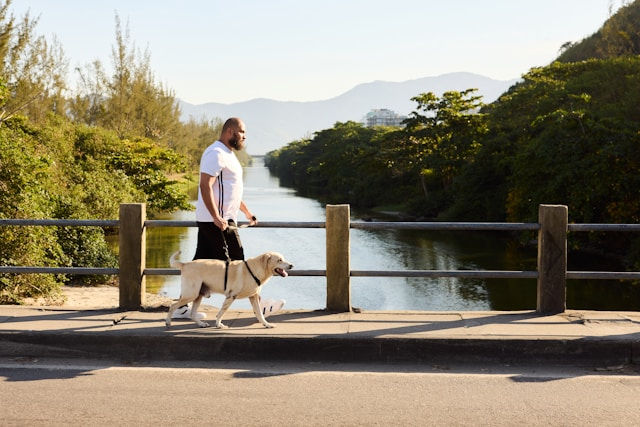 A man walks his dog on a bridge overlooking a calm river and lush green landscape.