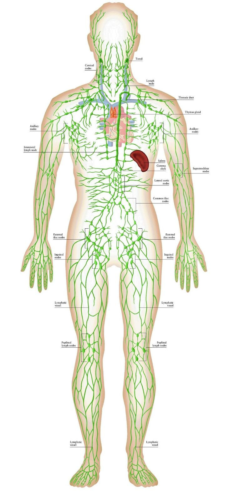 Diagram of the human lymphatic system on a white background. Green lines show lymphatic vessels and nodes. Labels identify key parts.