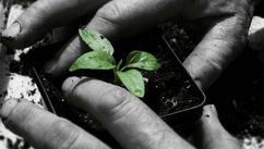 What Seeds Are You Planting? How Our Mental Thoughts Bloom Into Our Reality