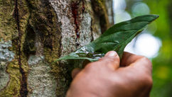 Natural Alternatives for Men’s Health and Seven Plants That Will Help Your Brain, Back, and Libido