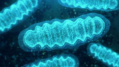 Power Cell of Promise and How Mitochondrial Discoveries is Transforming Medical Innovation