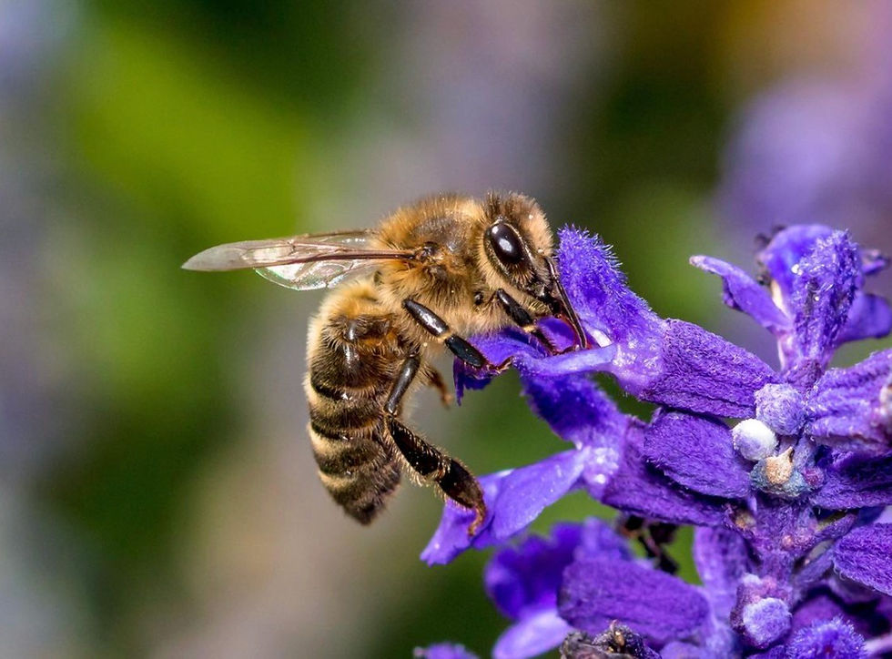 Honey bee feeding on a purple flower, wings outstretched, against a soft green blurred background.