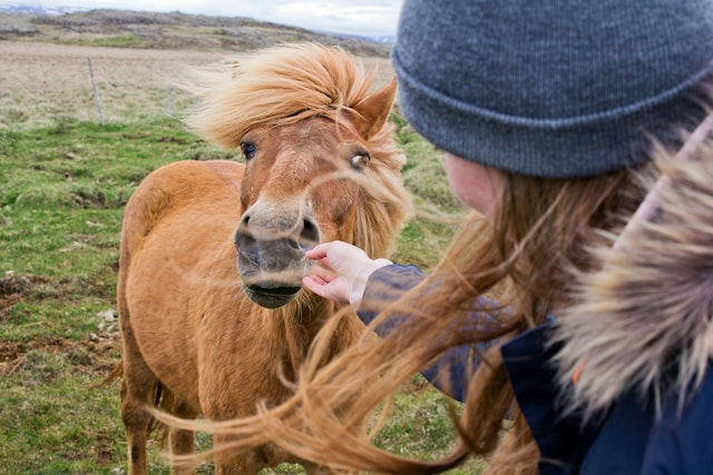 A person in a winter jacket gently pets a small, shaggy brown pony in a grassy field.