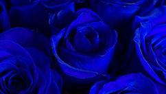 Have You Ever Experienced a Blue Rose Moment?