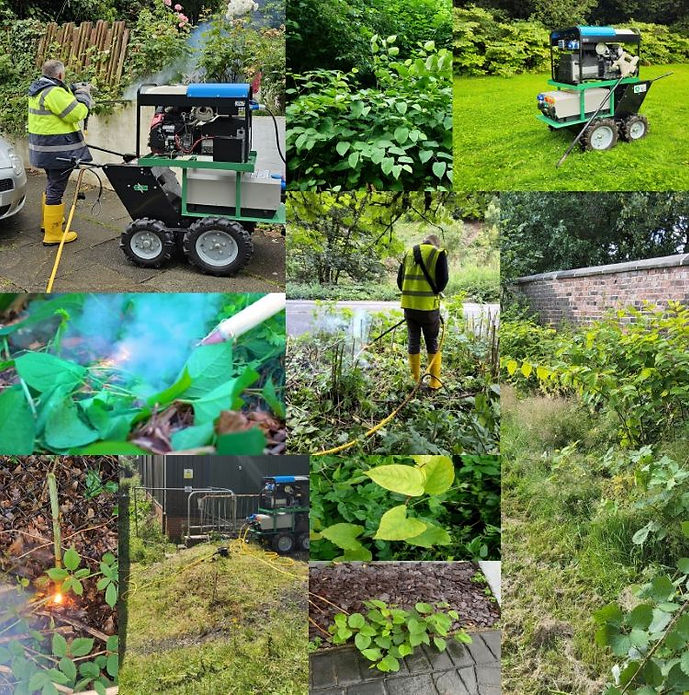 The image is a collage showing various stages of Japanese knotweed removal using a specialized machine and herbicide.