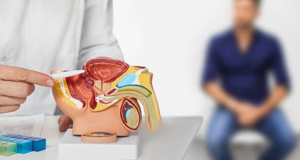 A hand points to a male anatomy model on a desk. A blurred man in blue sits in the background, suggesting a medical consultation.