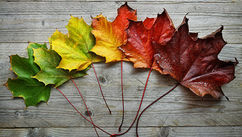 Your Color Season Isn’t Supposed to Put You in a Box