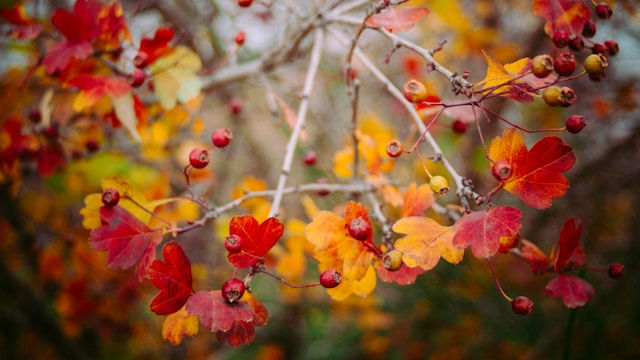 A close-up of vibrant autumn leaves and red berries on delicate branches.