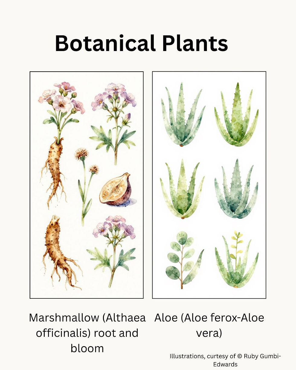 Botanical illustration of marshmallow and aloe plants. Includes roots, blooms, and leaves. Text: "Botanical Plants," and plant species names.