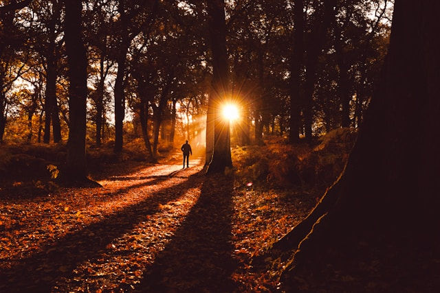 Lone person walks along a sunlit forest path at sunset, with long shadows, orange leaves, and a warm, peaceful glow.