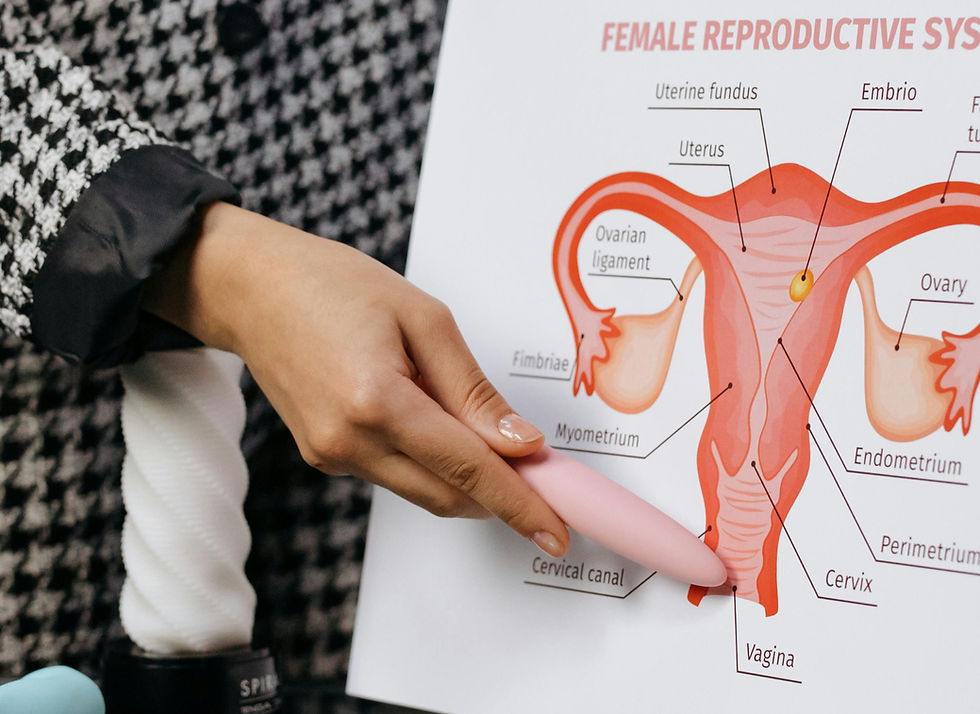 female reproductive system 