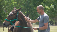 Beyond Words and What Horses Reveal About Communication in Corporate Environments
