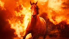 2026 Doesn’t Reward Hustle, It Rewards Alignment – Business Energetics in the Year of the Fire Horse