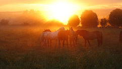 10 Lessons Horses Teach Us About Healing (if We Let Them)