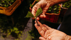 3 Tips for Decolonizing Your Herbal Education Journey