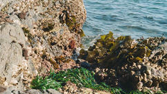 The Untapped Potential – Seaweed Remedies in Homeopathy