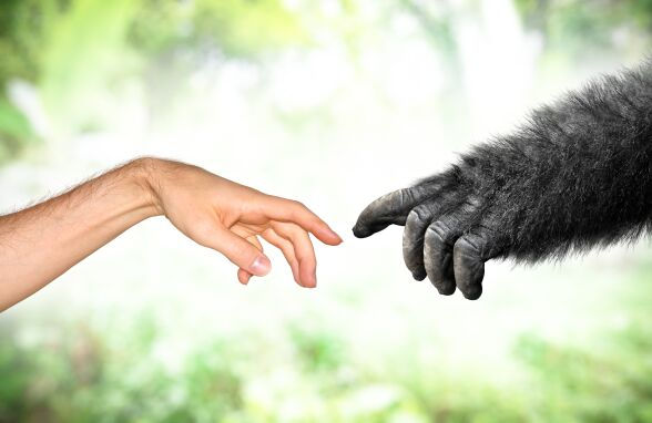 The photo shows a human hand and a gorilla hand reaching towards each other, fingers almost touching, symbolizing connection or comparison between humans and primates.