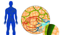 24 Lymphatic Congestion Symptoms – Is This the Common Denominator for Disease?