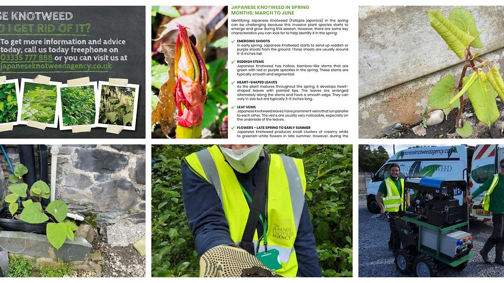 Collage of Japanese knotweed info, close-up of plant shoots, workers in yellow vests with a machine, and a van in a leafy setting.