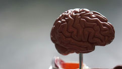 Neuroplastic Fantastic – The Focus Chemical