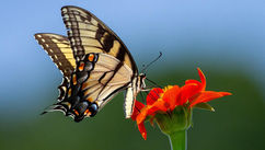 The Power of RTT® – Rewiring the Subconscious, Resetting Your Life
