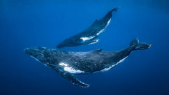 8 Vital Lessons from What a Whale-Fall Teaches Us About Growth, Memory, and Meaning