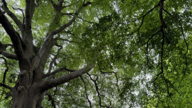 Large tree with thick trunk and sprawling branches, covered in dense green leaves against a bright, overcast sky.