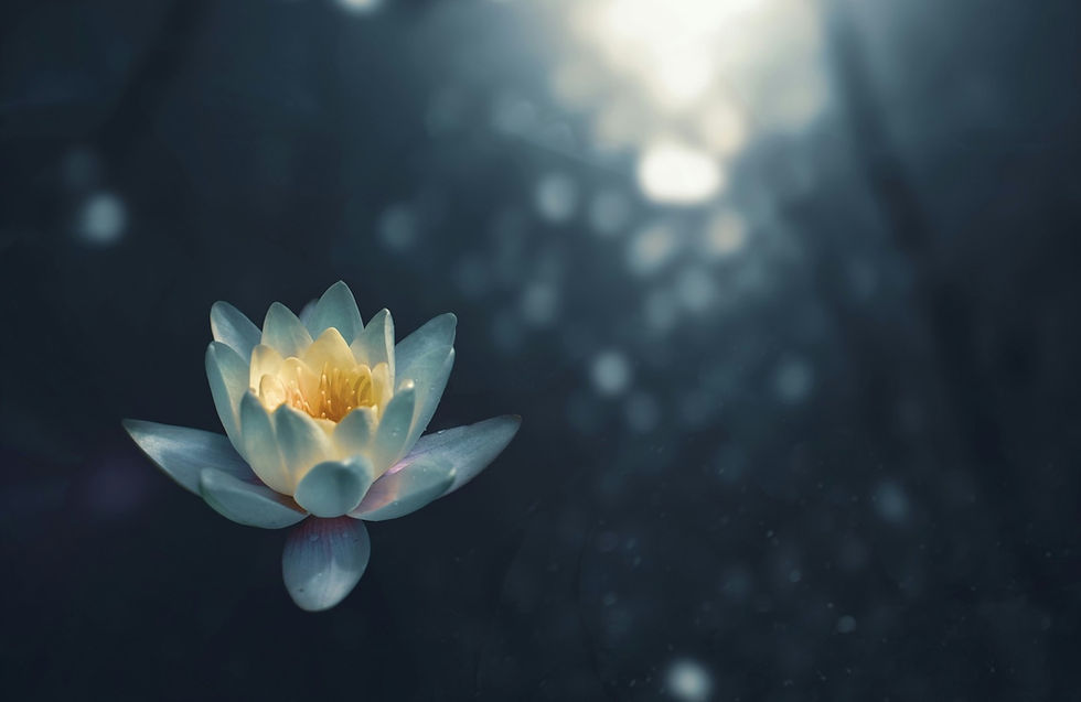 Glowing lotus flower floating in dark, dreamy water. Soft light highlights petals, creating a tranquil, ethereal atmosphere.