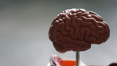 What Neuroscience Now Knows About Instinct, Identity, and Performance