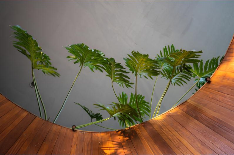 A row of tall green plants rises through a circular wooden floor opening, reaching toward a smooth grey wall.