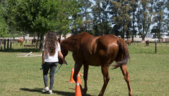 What a Horse Taught an 11-Year-Old About Bullying