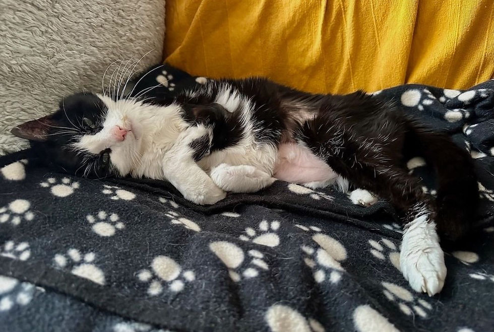 Black and white cat sleeping on a paw-print blanket. It looks cozy and relaxed on a sofa with a yellow cushion. Peaceful atmosphere.