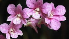 Plants, Flowers, and Fragrance