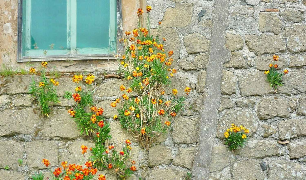 Flowers with orange and yellow blooms grow out of a textured, gray stone wall beneath a small, greenish-blue window. No text is present.
