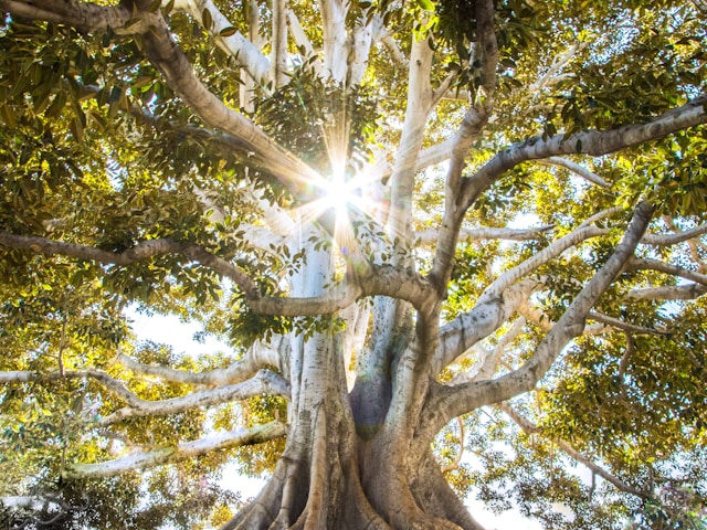 Sunlight beams through a large tree's branches, creating a radiant glow against a blue sky. The leaves are lush green, evoking serenity.