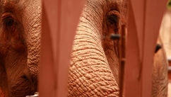Breakthrough Energy – Call the Elephant