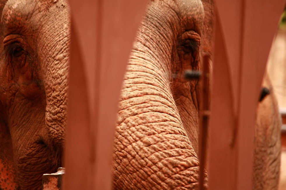 Close-up of elephants' faces with wrinkled skin, peering through reddish-brown bars. The image conveys a calm and serene mood.