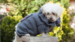Exploring the Latest Fashion Trends for Dogs