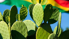 Anchoring Africa’s Green Industrialization in Zimbabwe