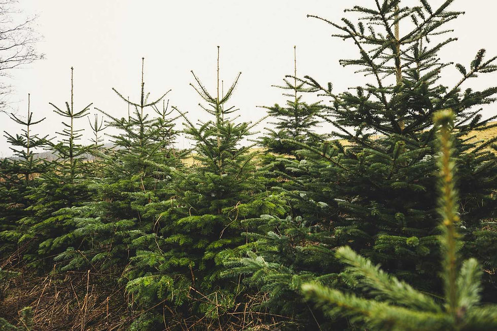 Rows of lush green pine trees stand in a field under an overcast sky, evoking a serene and tranquil outdoor setting.