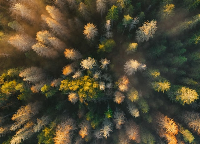 Aerial view of a dense forest bathed in warm sunlight, with a mix of green and golden-brown treetops. The mood is serene and tranquil.