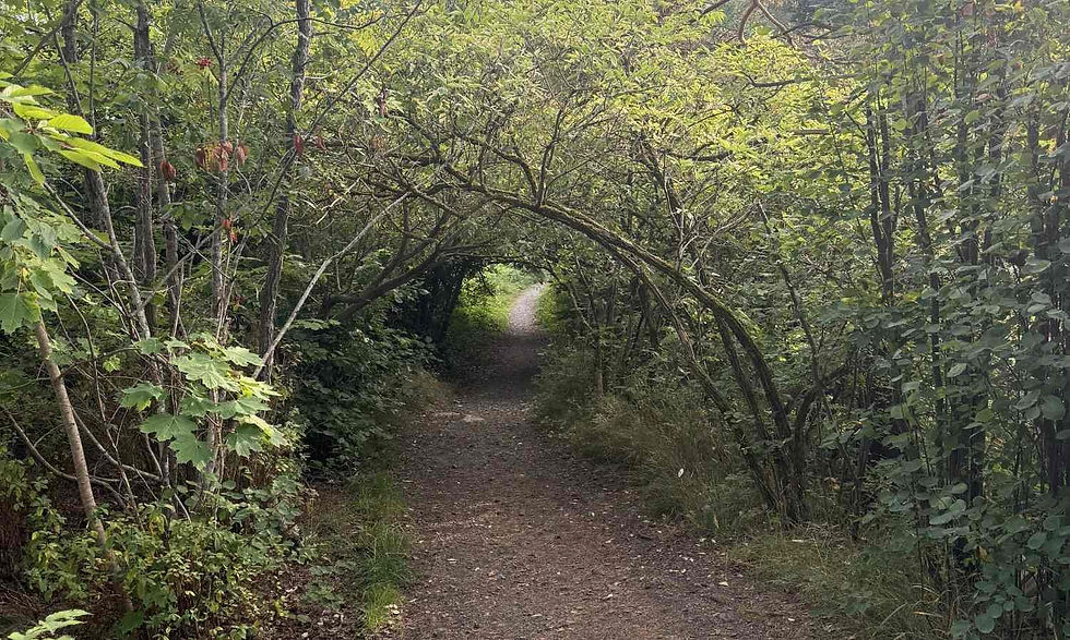 Narrow dirt trail under arching green trees in a wooded forest, forming a leafy tunnel in soft daylight.