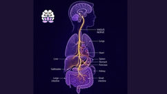 Your Body’s Calm Switch and Understanding and Supporting the Vagus Nerve