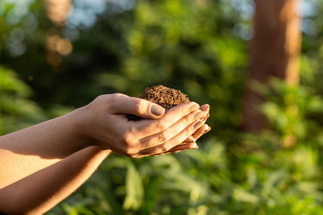 Hands holding soil in sunlight, surrounded by green foliage. The image conveys a mood of growth and nature.