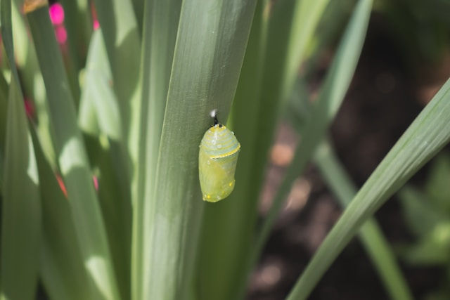 A bright green chrysalis hangs delicately from a long, green leaf, surrounded by other tall foliage in a garden setting.