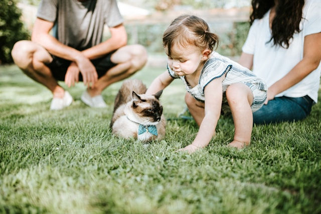 A toddler is gently petting a Siamese cat on the grass while two adults watch nearby, enjoying a sunny day outdoors.
